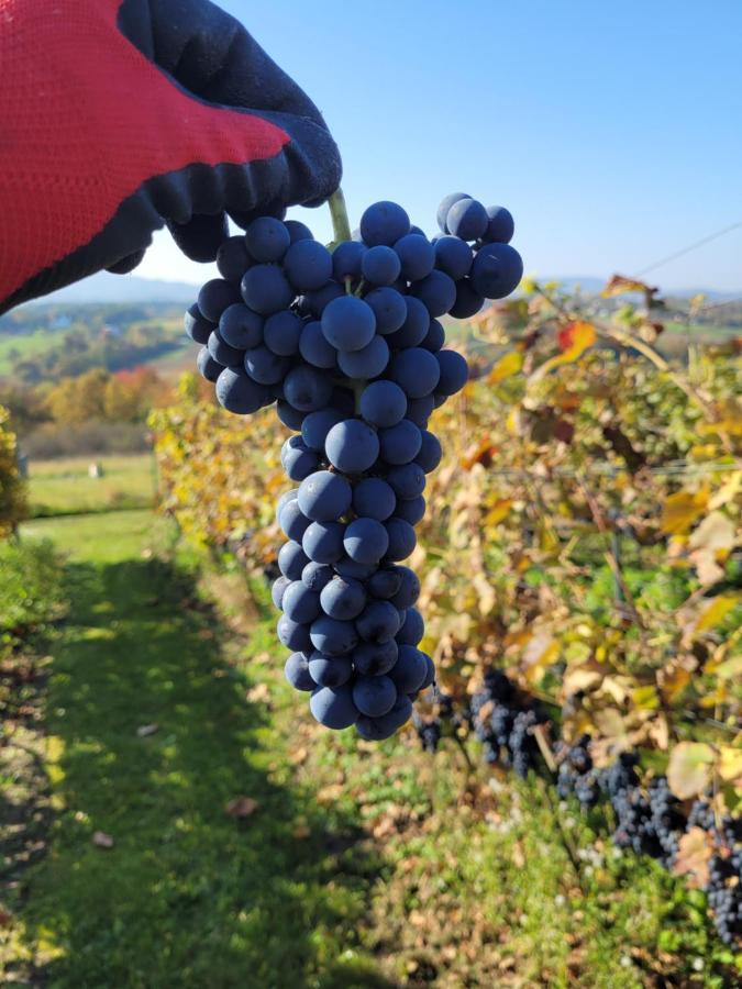 Fantastic View Vineyard Beskid Mountains Gruszow  외부 사진