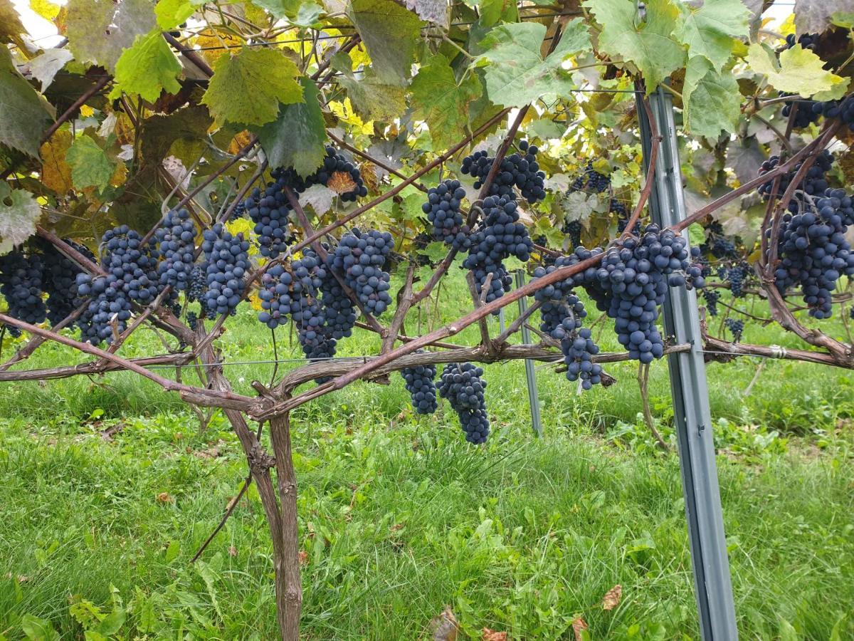Fantastic View Vineyard Beskid Mountains Gruszow  외부 사진